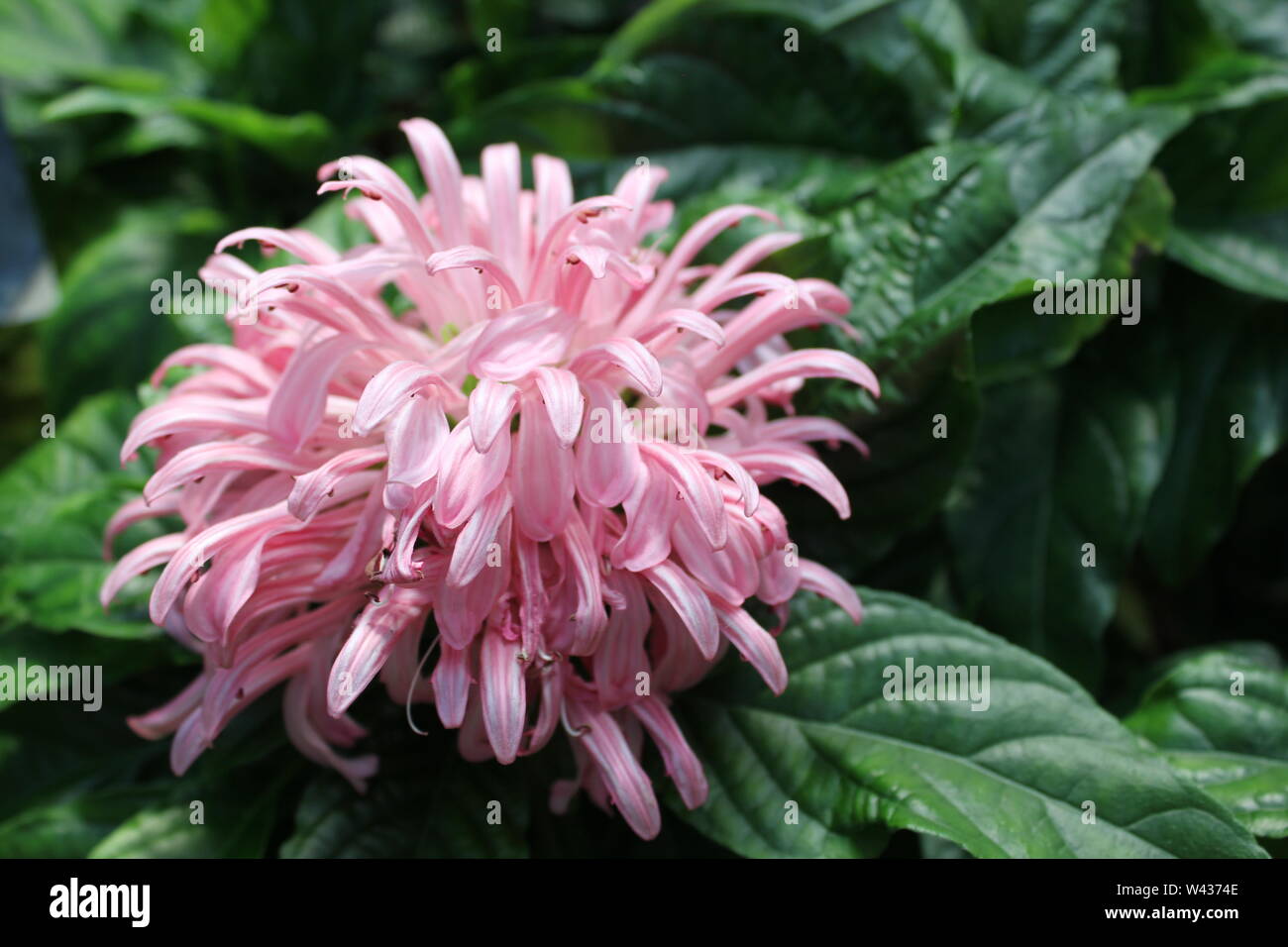 Brazilian plume flower, Justicia carnea, in full bloom, flamingo plant, paradise plant and king's crown. Stock Photo
