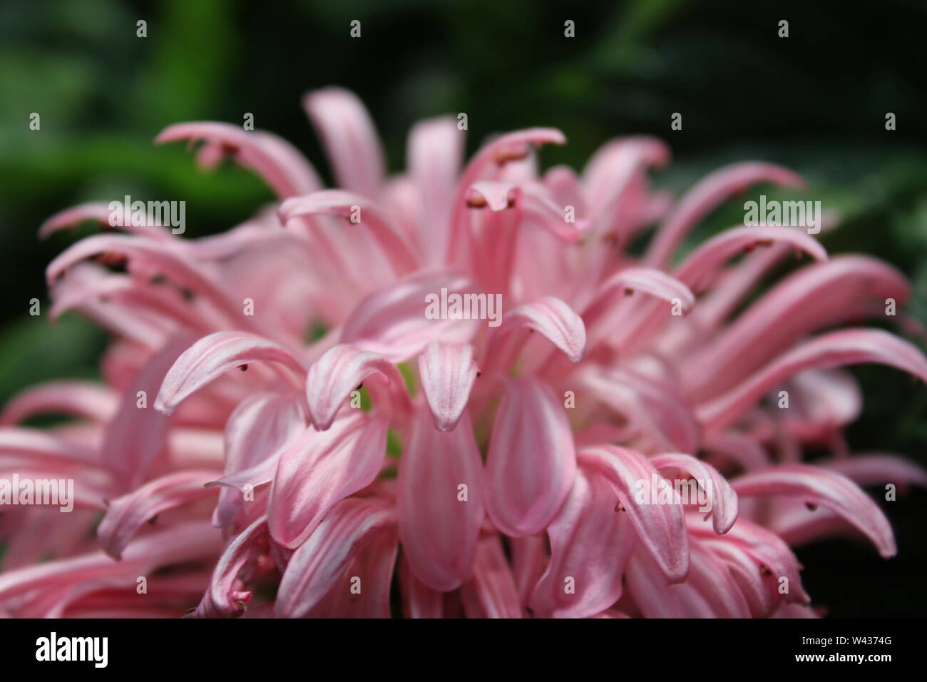 Brazilian plume flower, Justicia carnea, in full bloom, flamingo plant, paradise plant and king's crown. Stock Photo