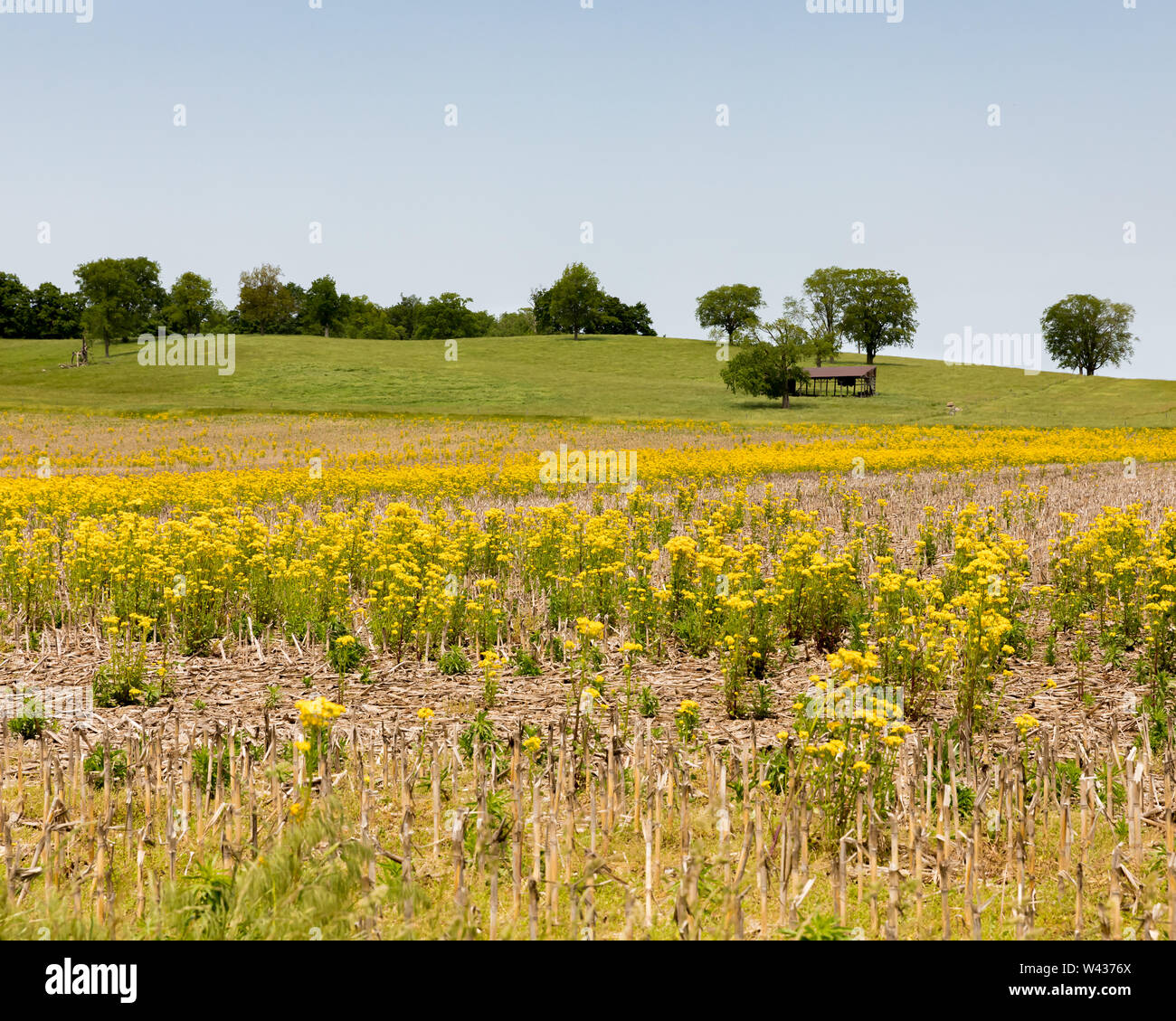 Farm field of cornstalks and flowering butter weed below a pasture and old barn on a hill in the background Stock Photo