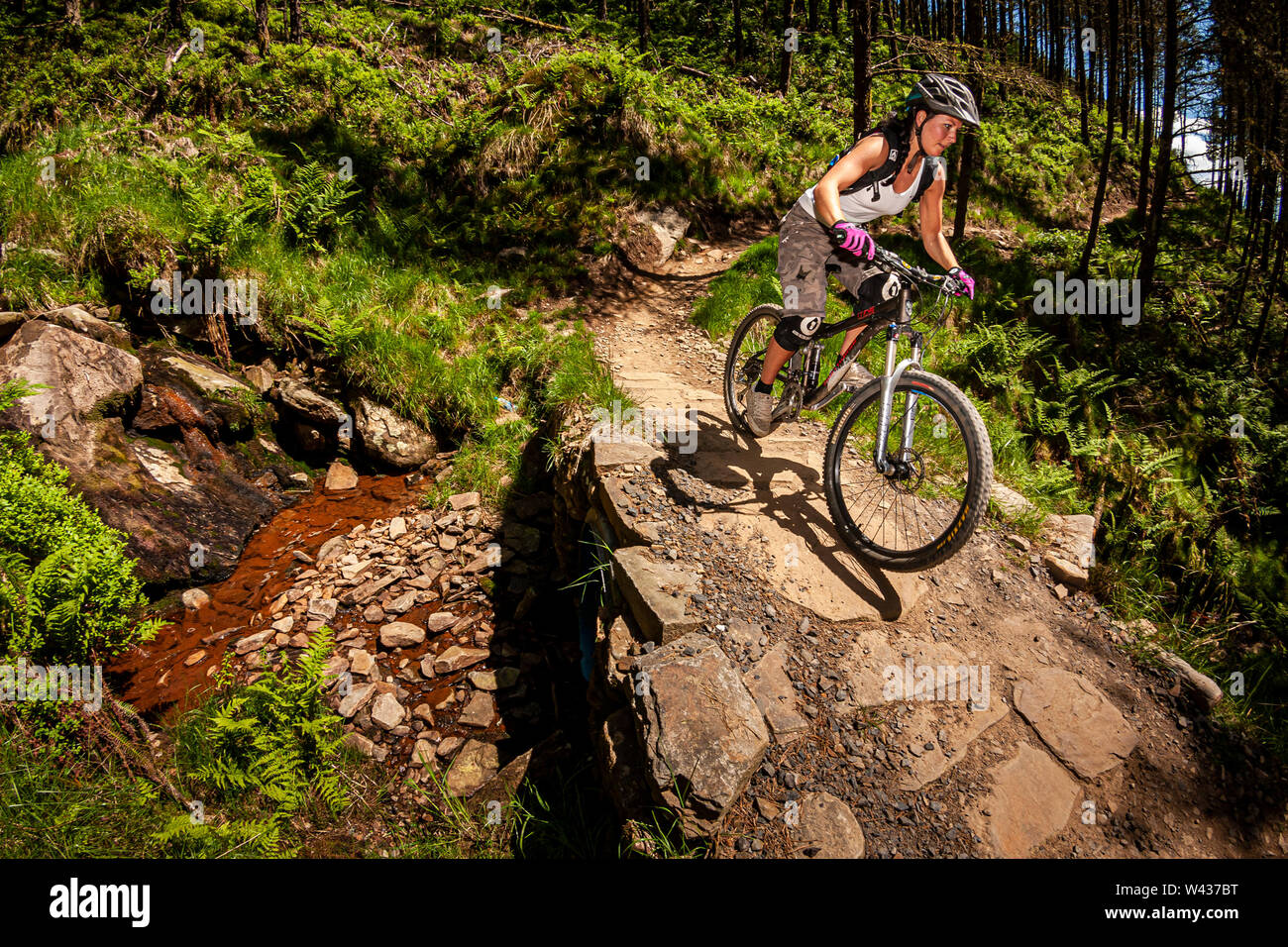 A woman riding a mountain bike on a purpose built trail in the MTB trail centre. Stock Photo