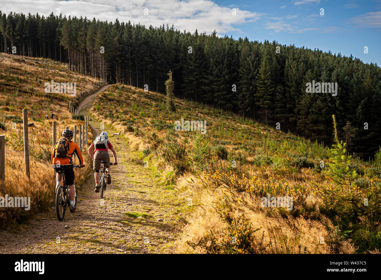 Two mountain biker riding an easy trail towards the forest in the purpose built MTB trail centre. Stock Photo