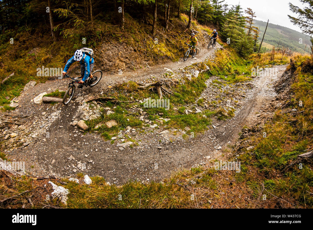 Three mountain bikers riding a hairpin bend through the forest in the purpose built MTB trail centre. Stock Photo