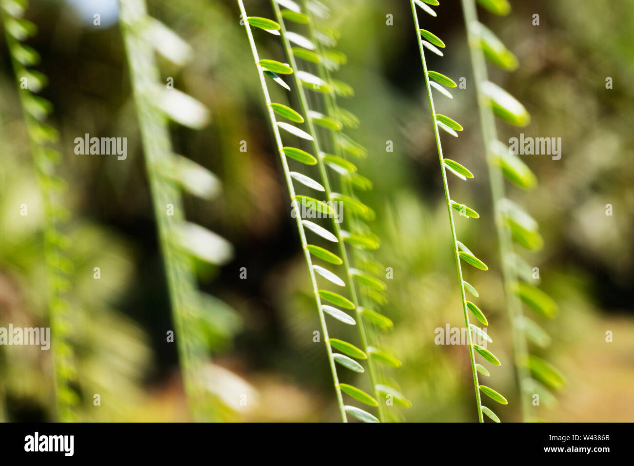 Long branches with pendulous leaves of  Jerusalem thorn tree -parkinsonia aculeata or Mexican palo verde -  macro photography Stock Photo