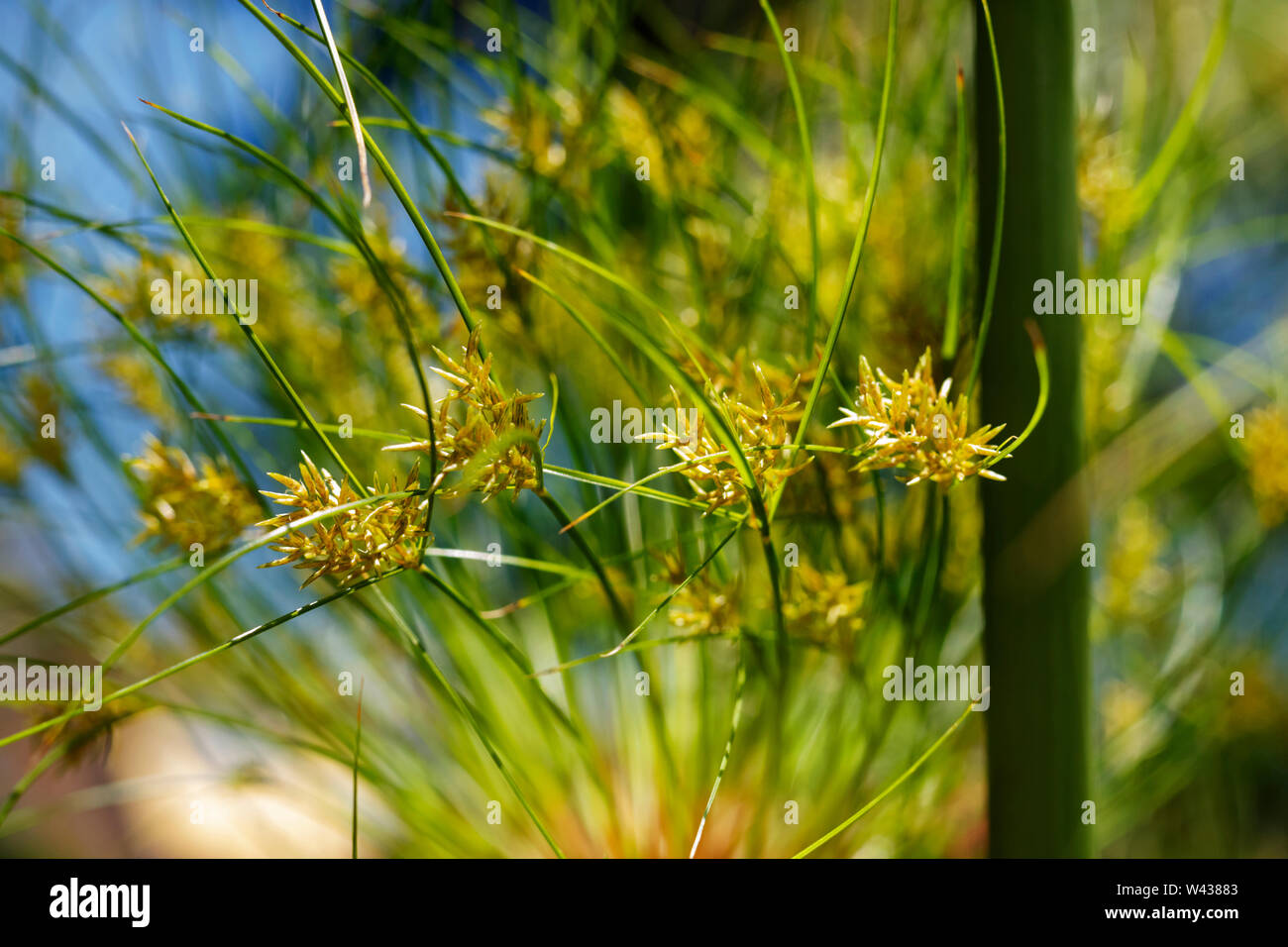 Impressive cluster of thin green stems of papyrus sedge -cyperus papyrus -, green and brown colors , abstract effect ,selective focus Stock Photo