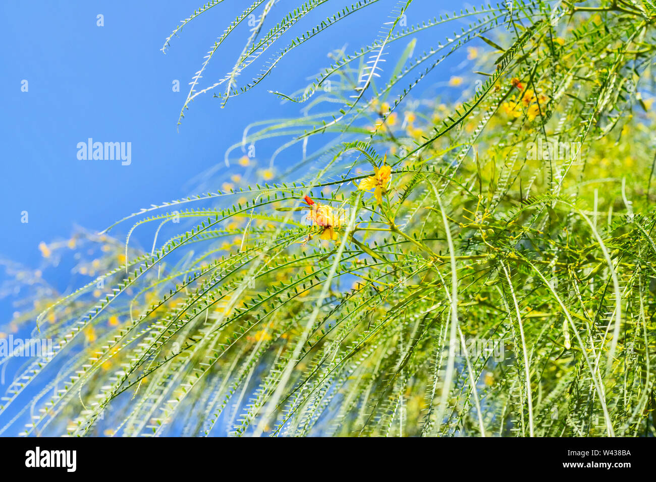 Yellow -orange flowers of Jerusalem thorn tree -parkinsonia aculeata or Mexican palo verde -  long branches with pendulous leaves against blue sky Stock Photo