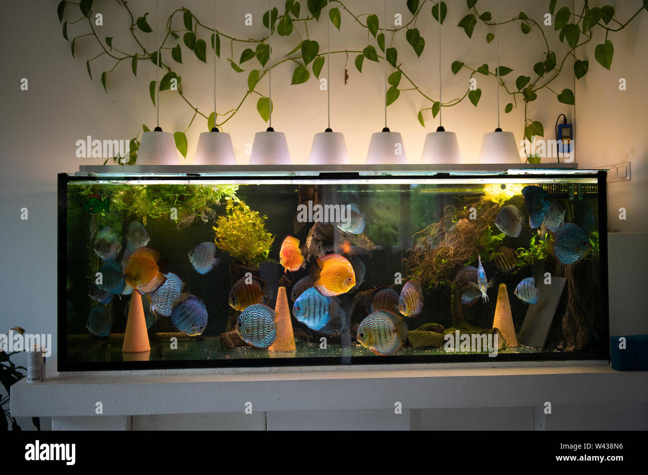 Big aquarium with colourful discus fishes and plants in a living room.  Symphysodon of amazon river in South America. Fishkeeping and fish breeding  Stock Photo - Alamy