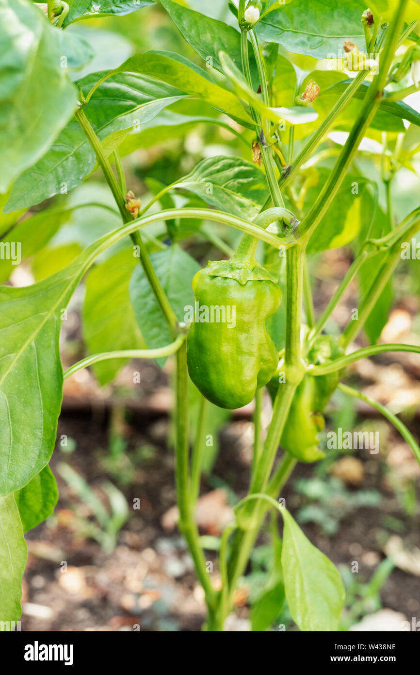Vegetable foliage cultivation hi-res stock photography and images - Alamy