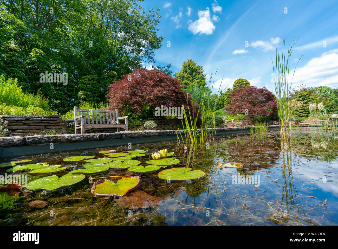 formal rectangular walled garden pond with water lilies and lily pads and a park bench and red acer in the background Stock Photo