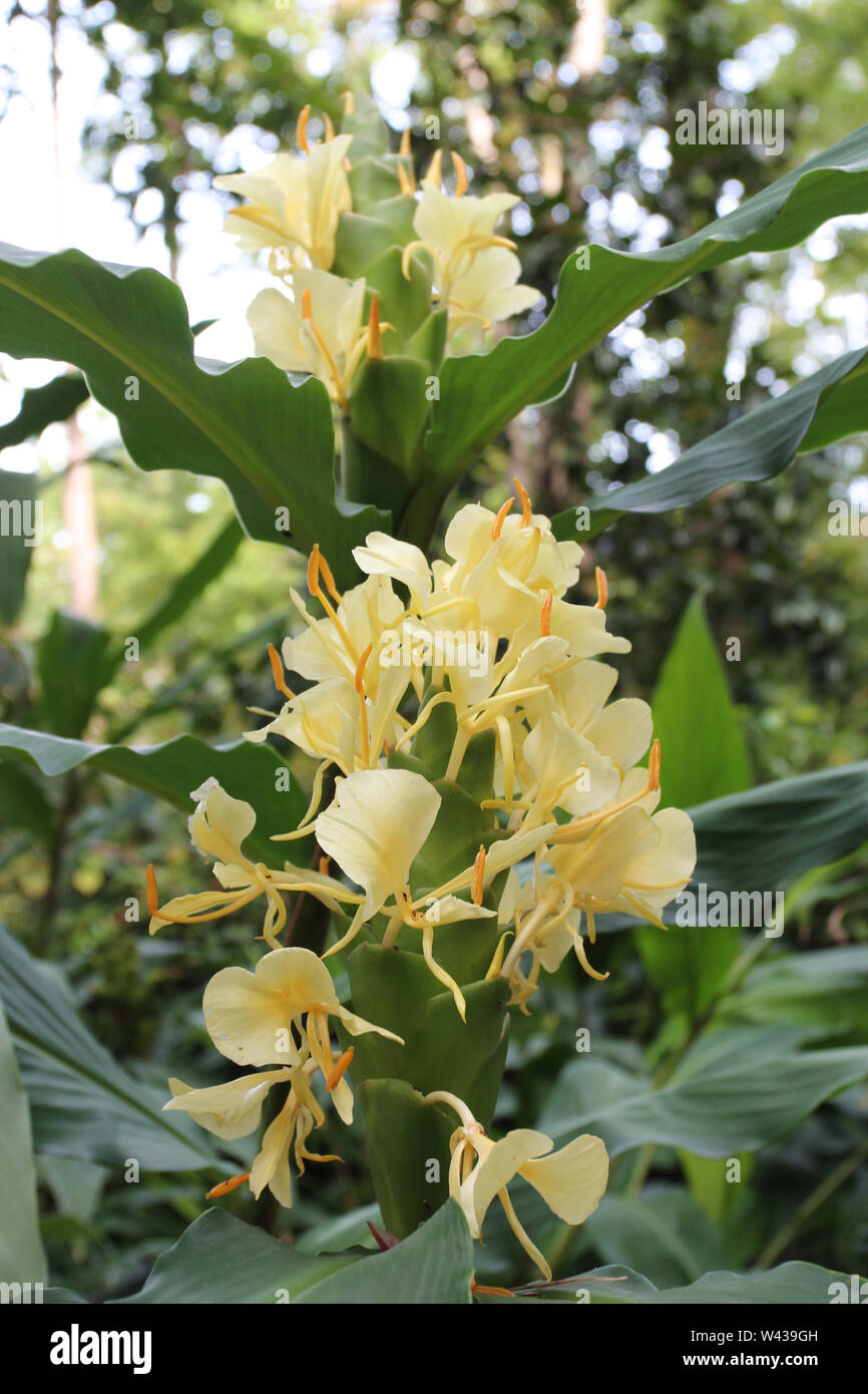 Ginger Lily High Resolution Stock Photography And Images Alamy Ginger Lily High Resolution Stock Photography And Images Alamy