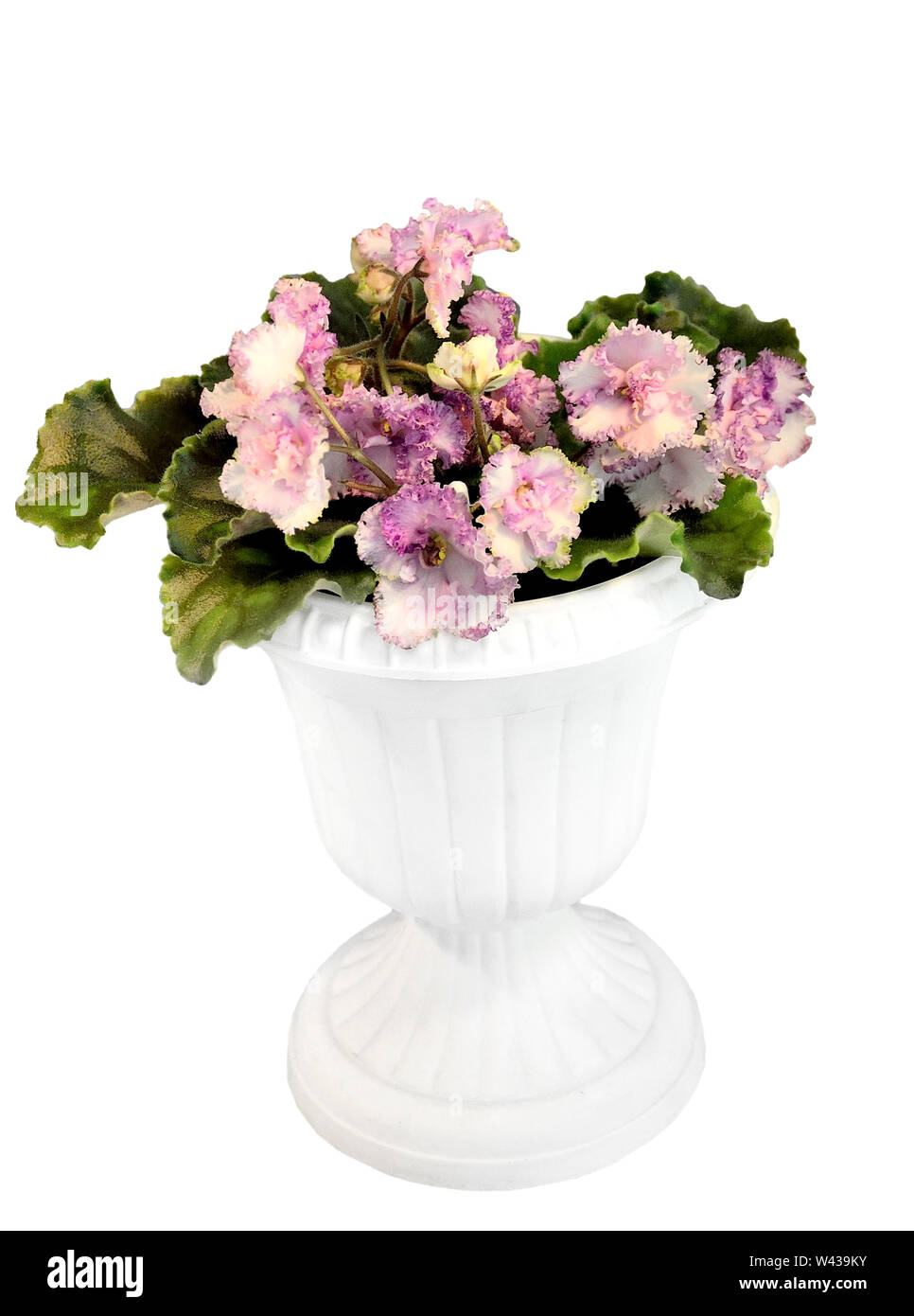Beautiful blossoming plant of Senpolia or Uzumbar violet (saintpaulia) with delicate pink terry petals (Pink Curls) in pot. Decorative potted housepla Stock Photo