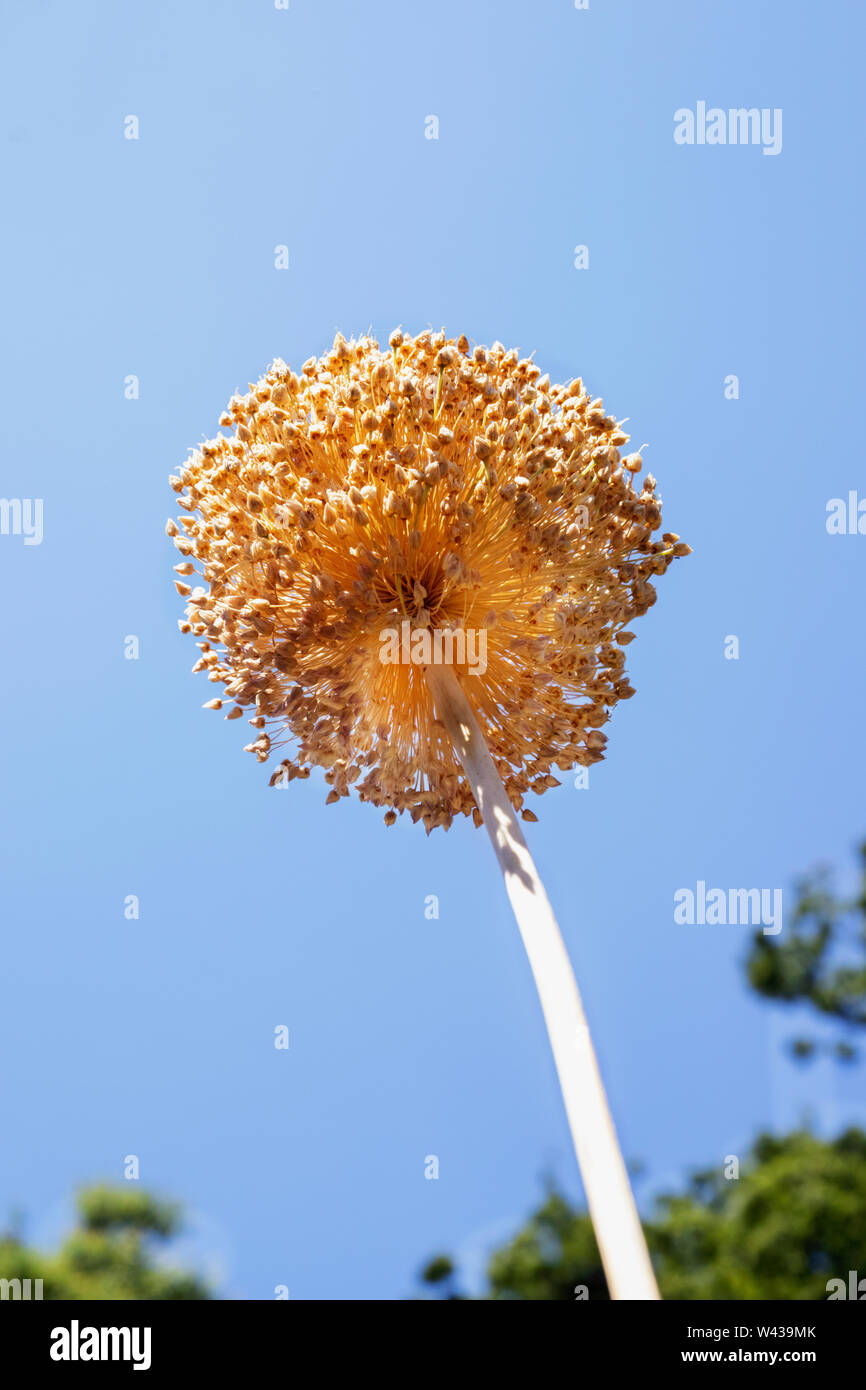 Beautiful dry garlic flower against blue sky Stock Photo