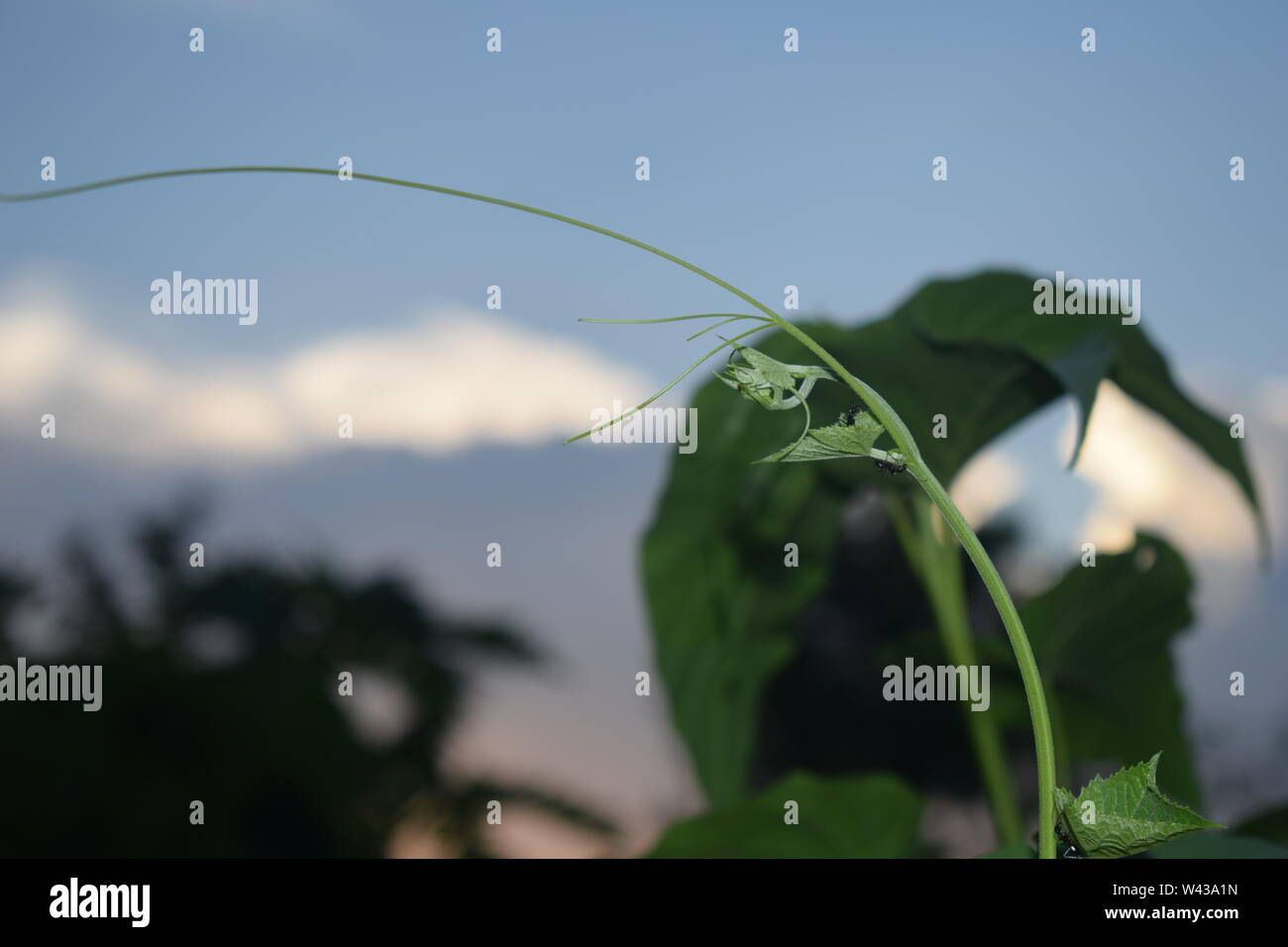 Best blue sky with green leaf Stock Photo - Alamy