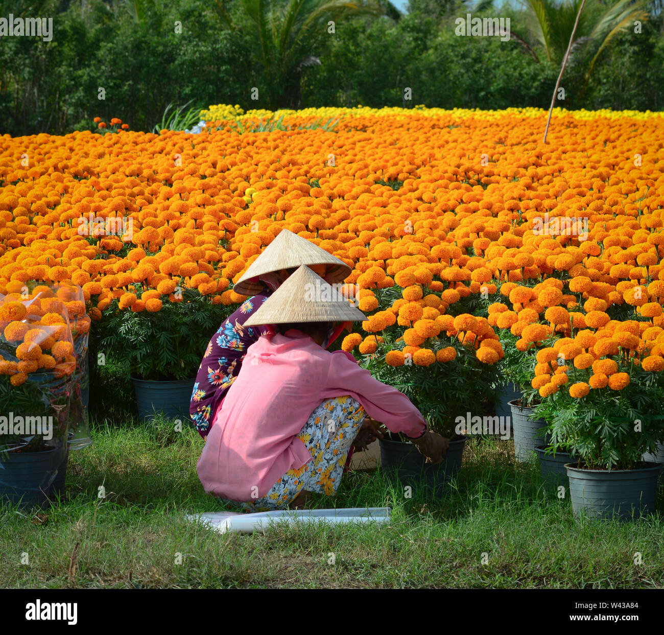 Women with conical hat working on the flower plantation in Mekong Delta, Vietnam. Stock Photo