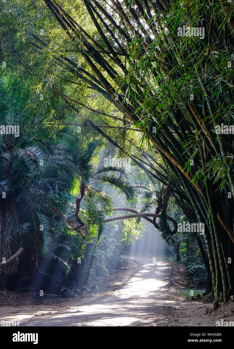 Bamboo forest with plam trees under sun lights at Botanical Gardens in Pyin Oo Lwin, Myanmar. Stock Photo