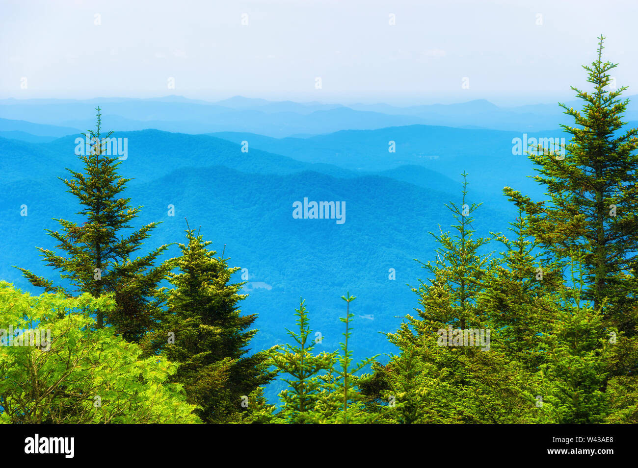 View from top of Roan Mountain in Tennessee where a few Red spruce and Fraser Fir still stand. Stock Photo