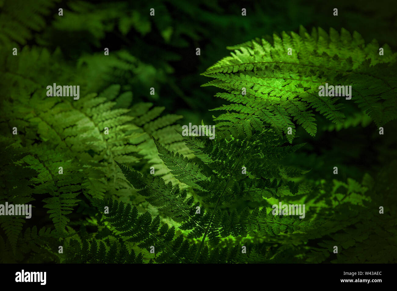 Wooded filtered sunlight highlights this close up of a bed of ferns. Stock Photo