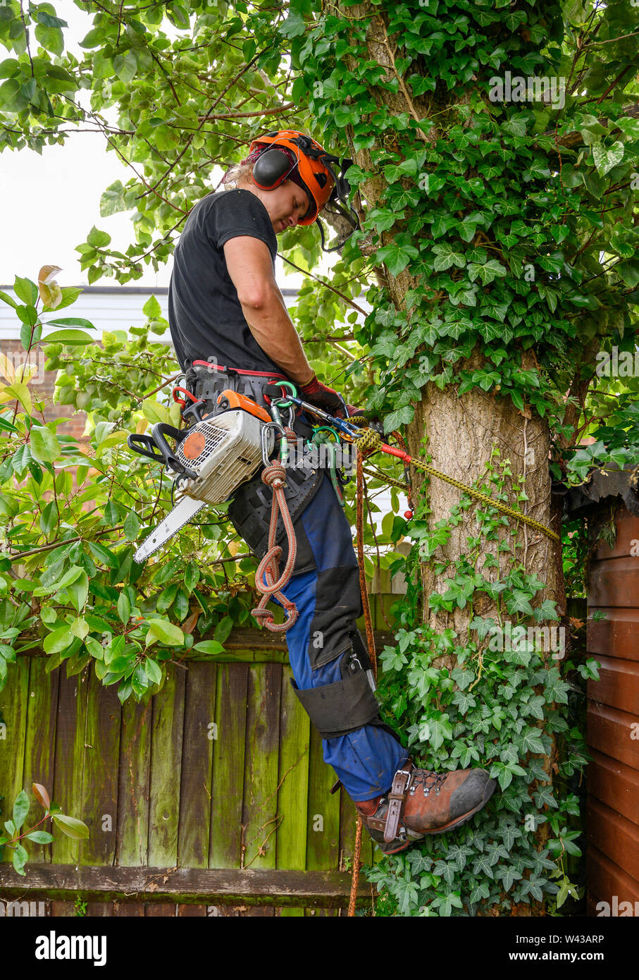 Arborist or tree surgeon with a chainsaw checking his safety ropes ...