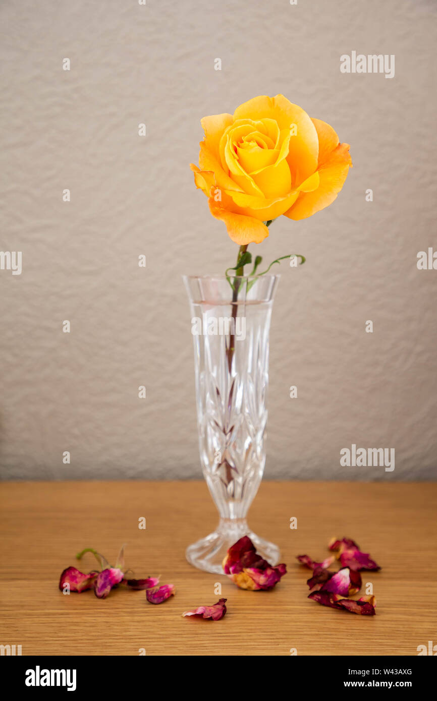 a large whisky mac hybrid tea rose cut flower in a cut glass vase W43AXG