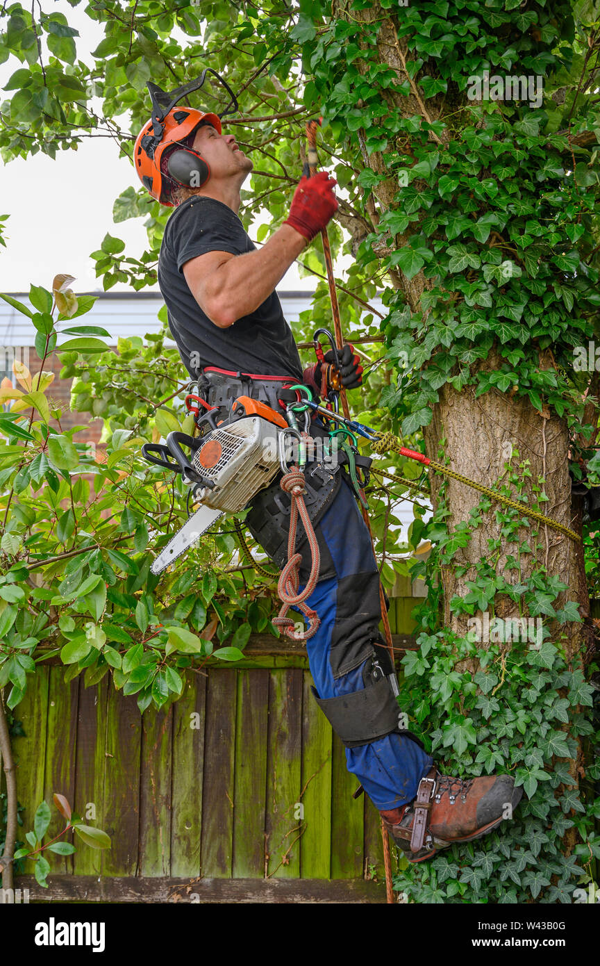 Arborist or Tree Surgeon with chainsaw and safety harness looking to tie his safety rope. Stock Photo