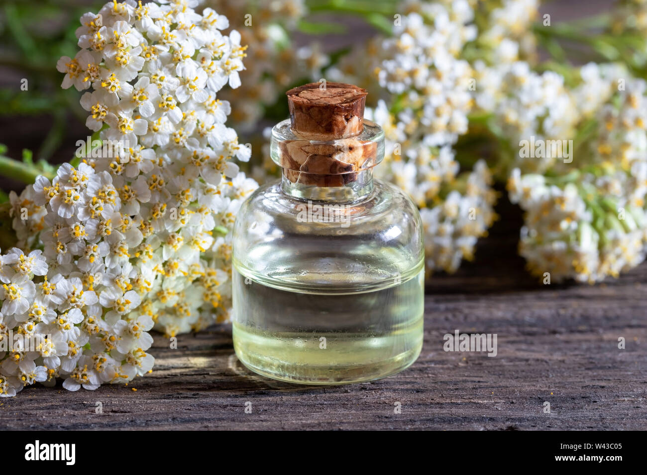 A bottle of essential oil with fresh blooming yarrow plant Stock Photo