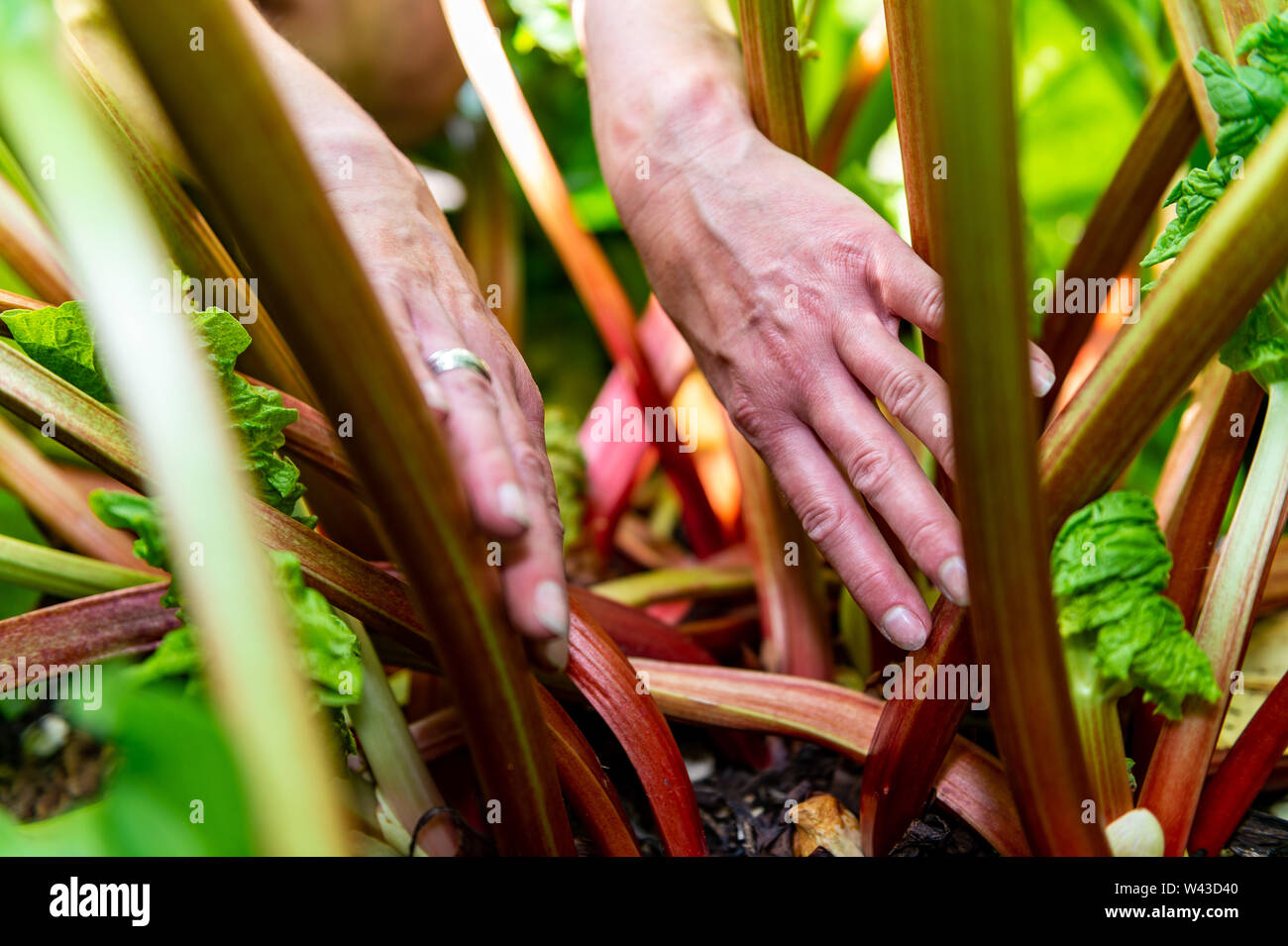 Woman checking her crop of rhubarb in her Yorkshire garden Stock Photo