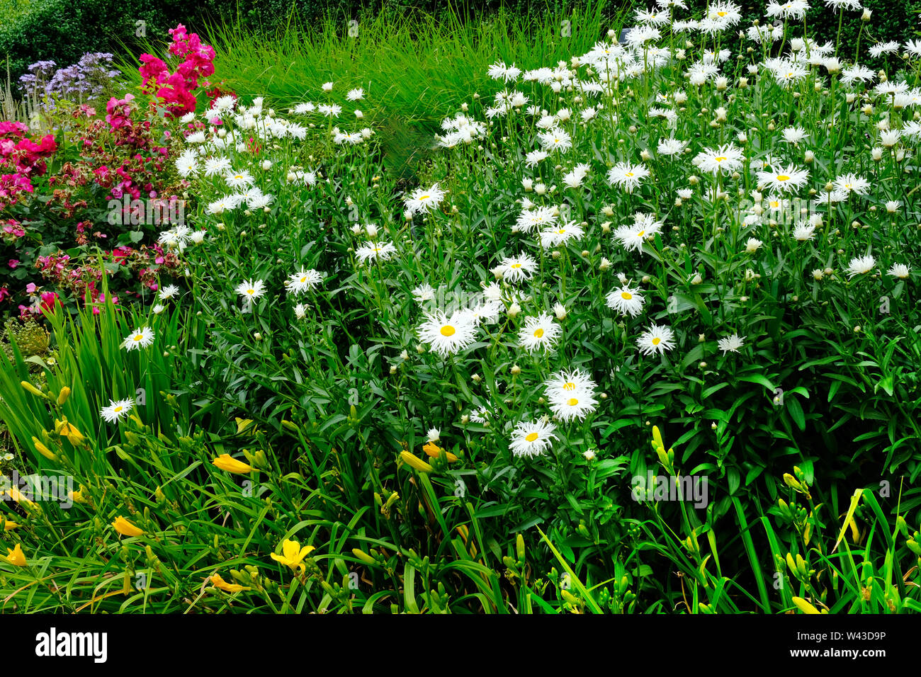 Garden english daisy hi-res stock photography and images - Alamy