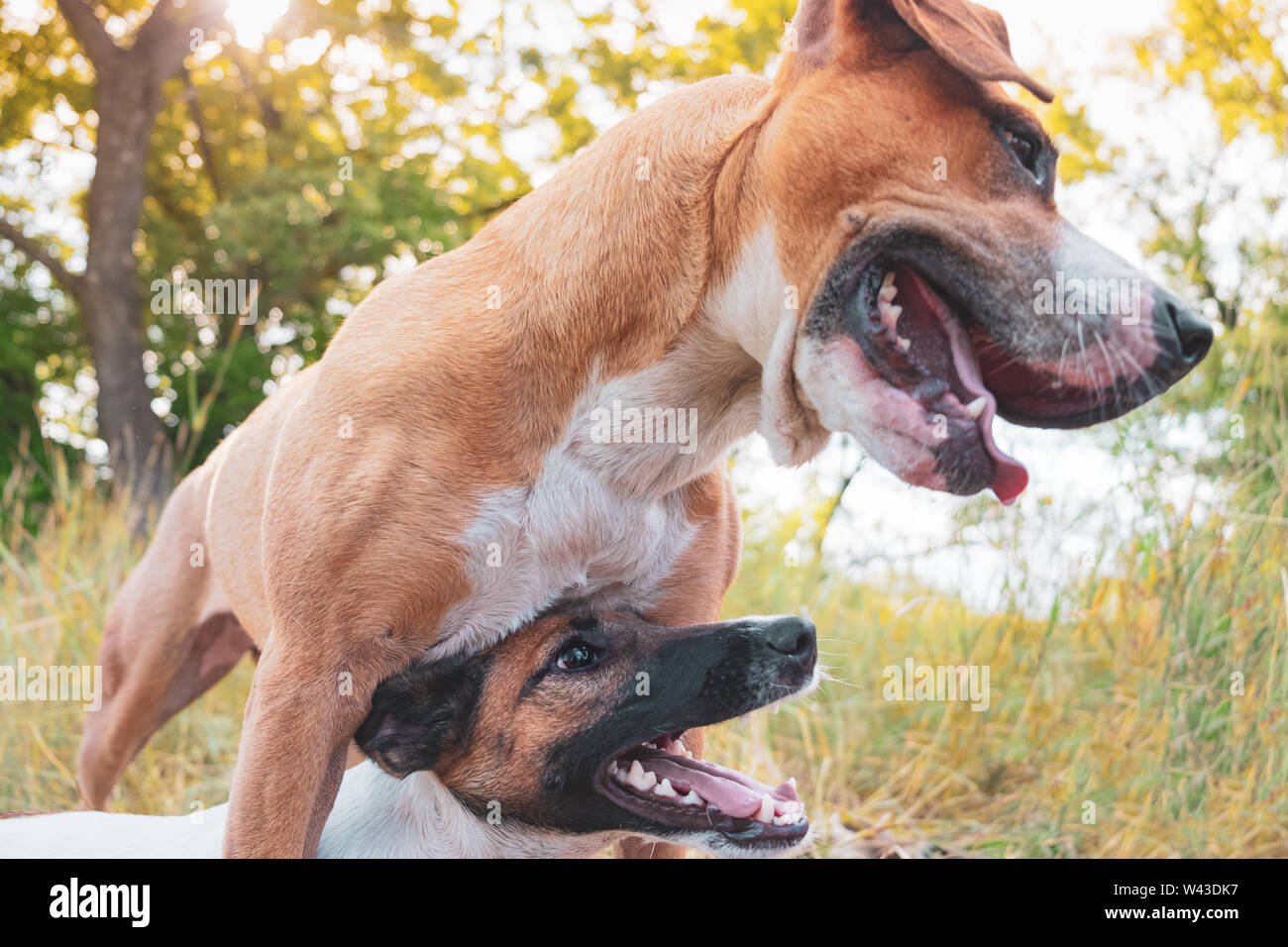 Happy playful dogs in the nature. Grown up dog stands protectively next to her puppy companion - parenting or training concept Stock Photo