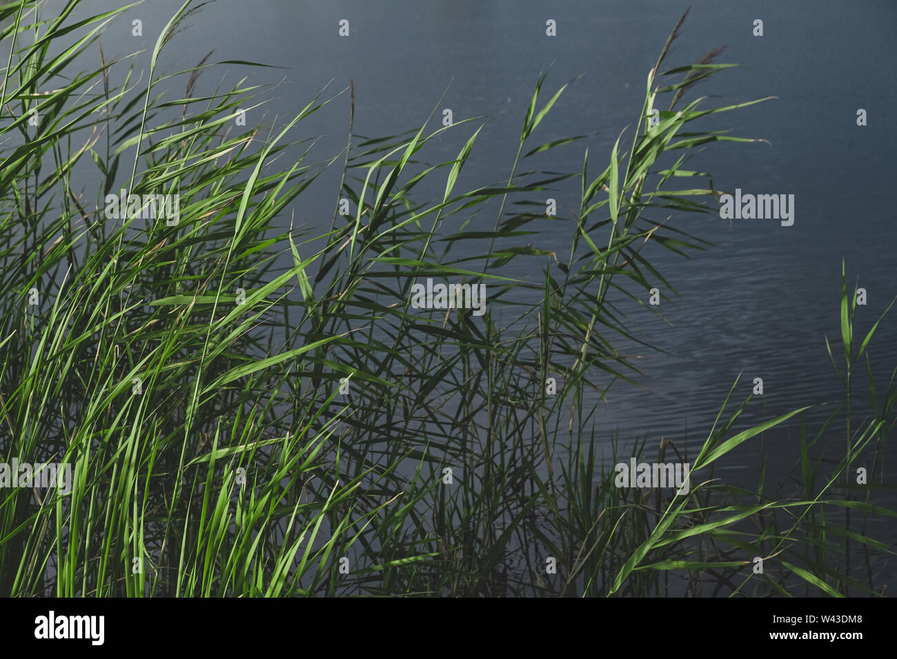 Balrush plants and a pond in faded green and leady blue colors. Calming nature details: sunlit lake cane and dark water. Stock Photo