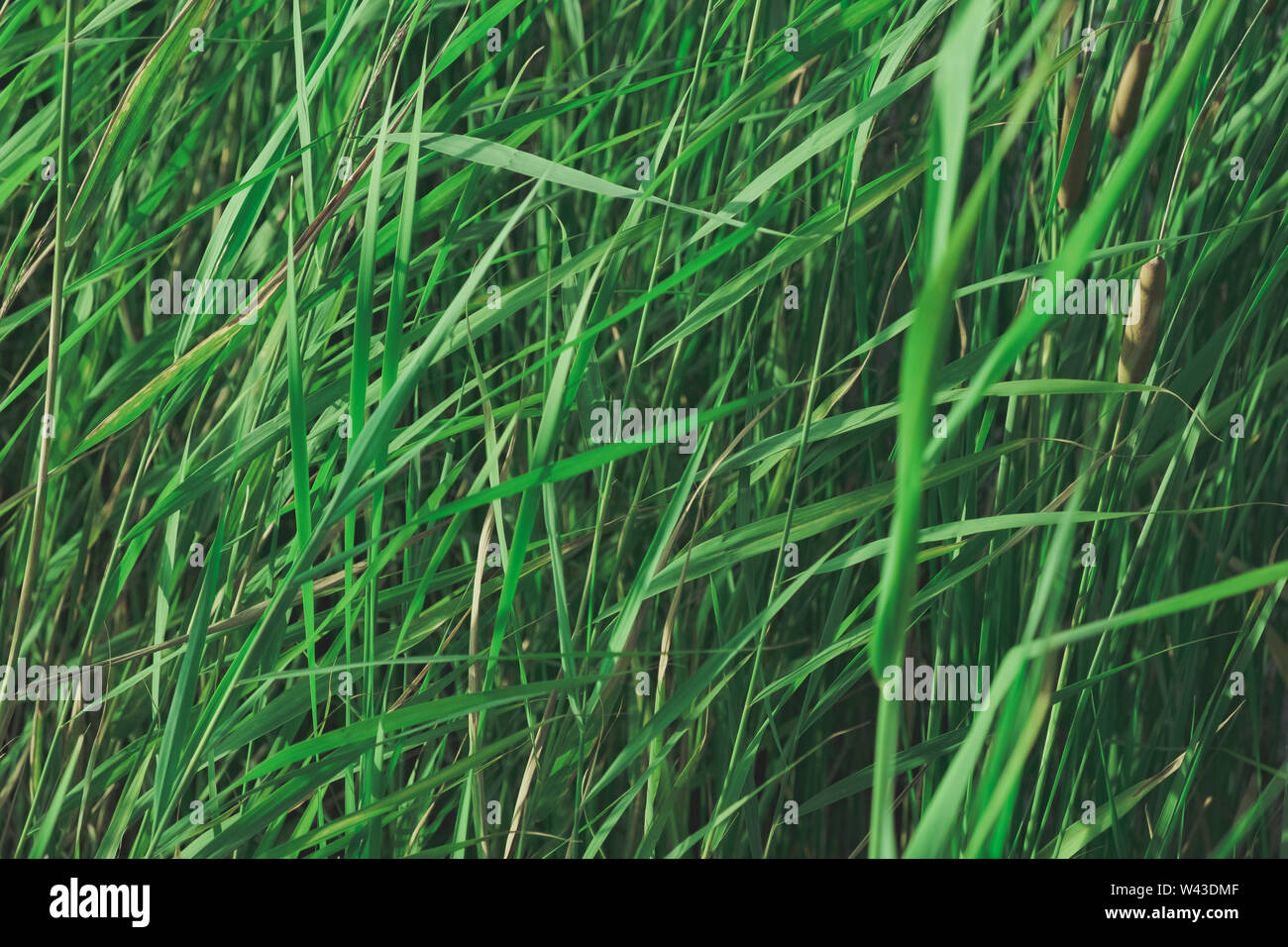 Balrush plants in faded green colors. Calming nature details: sunlit lake cane, single-tone background image Stock Photo