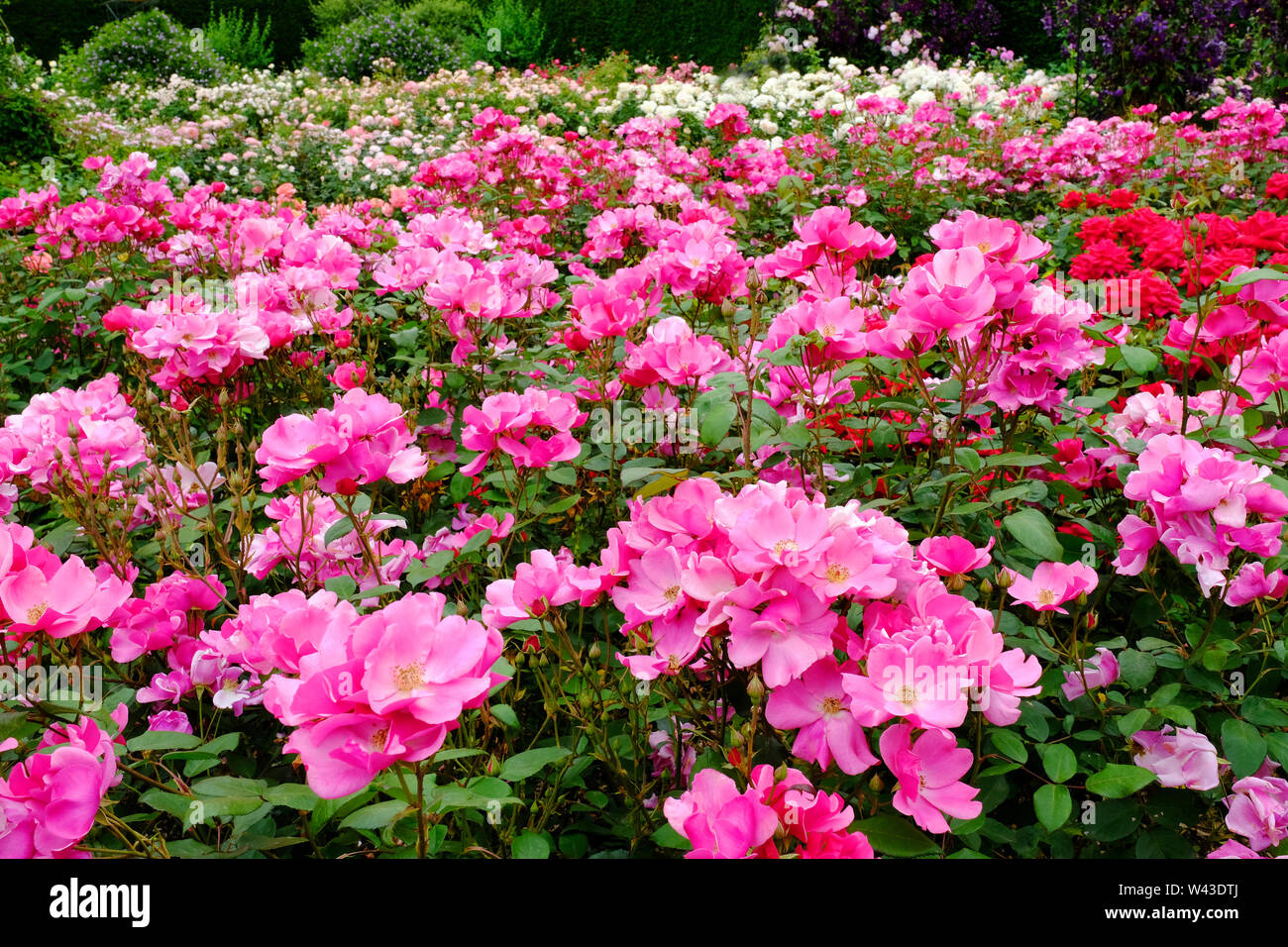 Close-up of a bed of intense red flowering roses, UK - John Gollop Stock Photo