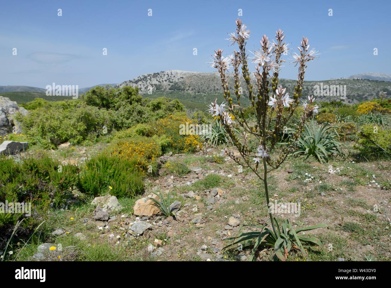 Branched asphodel (Asphodelus ramosus) flowering in the Supramonte mountain range, near Urzulei, Sardinia, Italy, June. Stock Photo