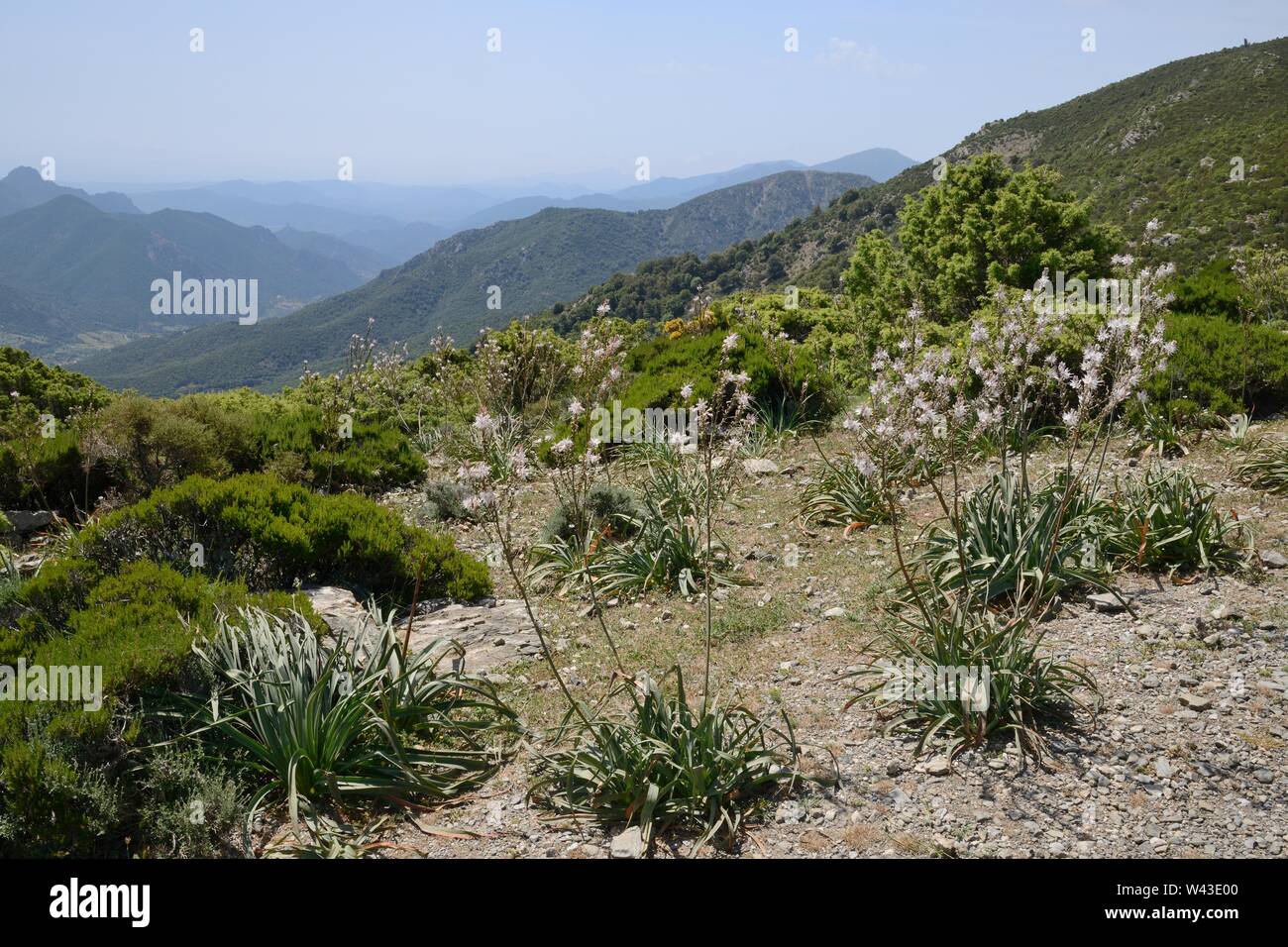 Branched asphodel (Asphodelus ramosus) flowering in the Supramonte mountain range, near Urzulei, Sardinia, Italy, June. Stock Photo