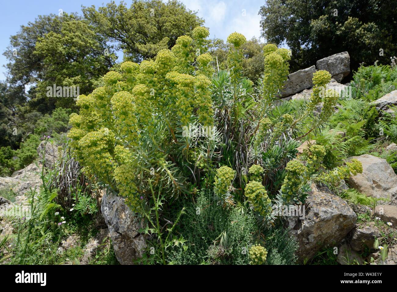 large-mediterranean-spurge-euphorbia-characias-subsp-characias-clump