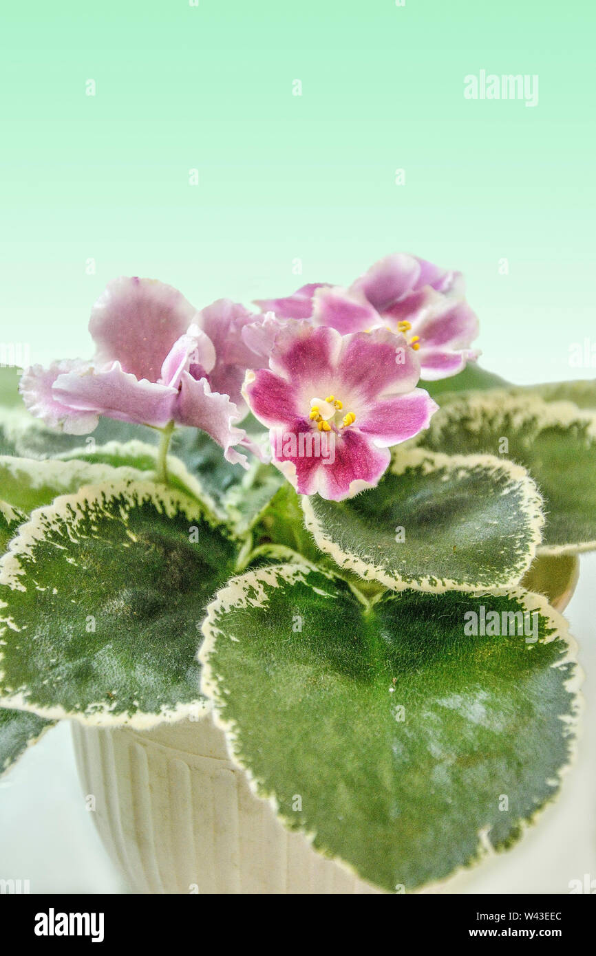 Beautiful blossoming plant of Senpolia or Uzumbar violet (saintpaulia) with delicate pink petals and variegated leaves in pot. Decorative potted house Stock Photo