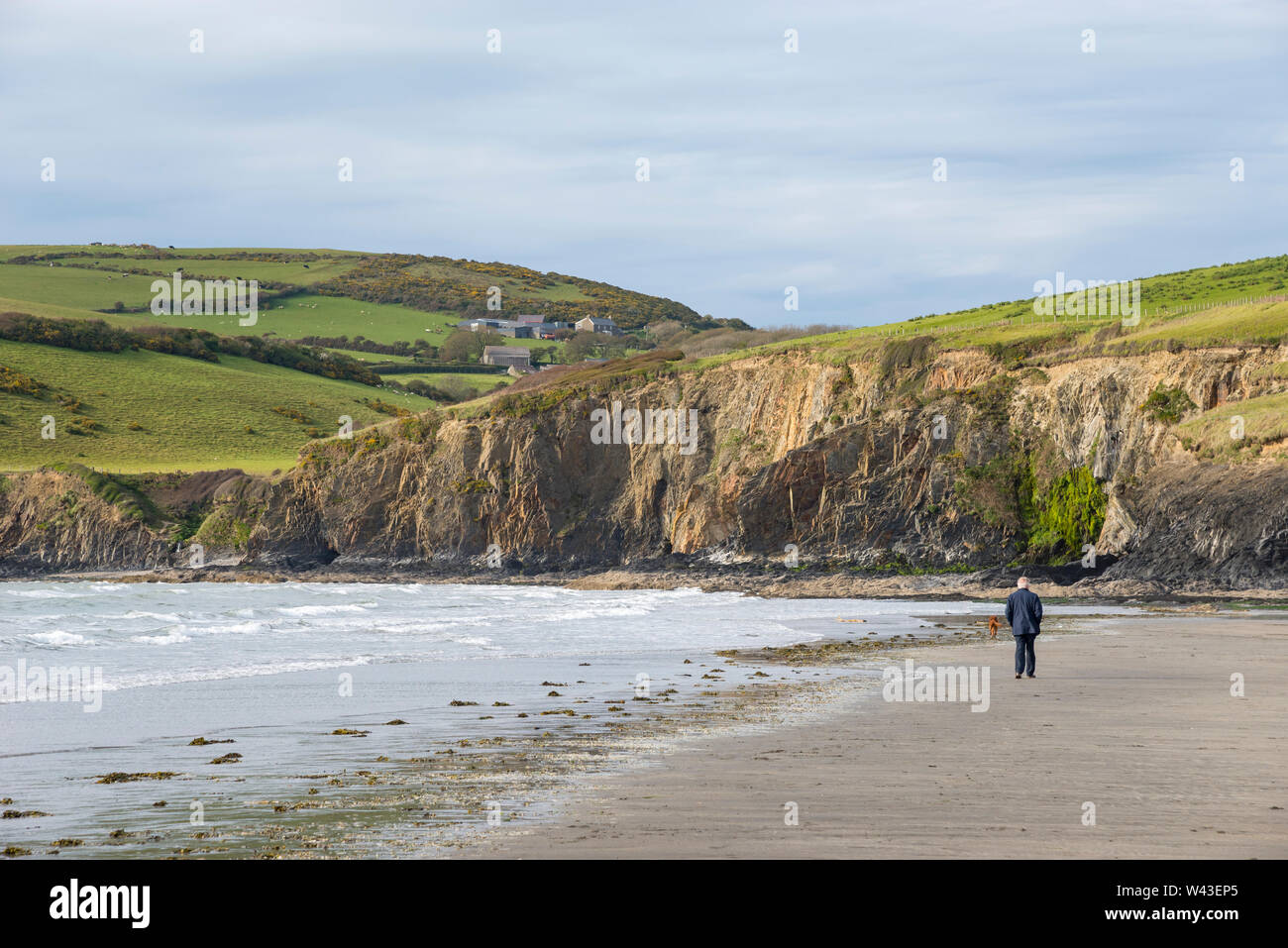 Man walking his dog at Newport sands beach in Pembrokeshire, Wales. Stock Photo