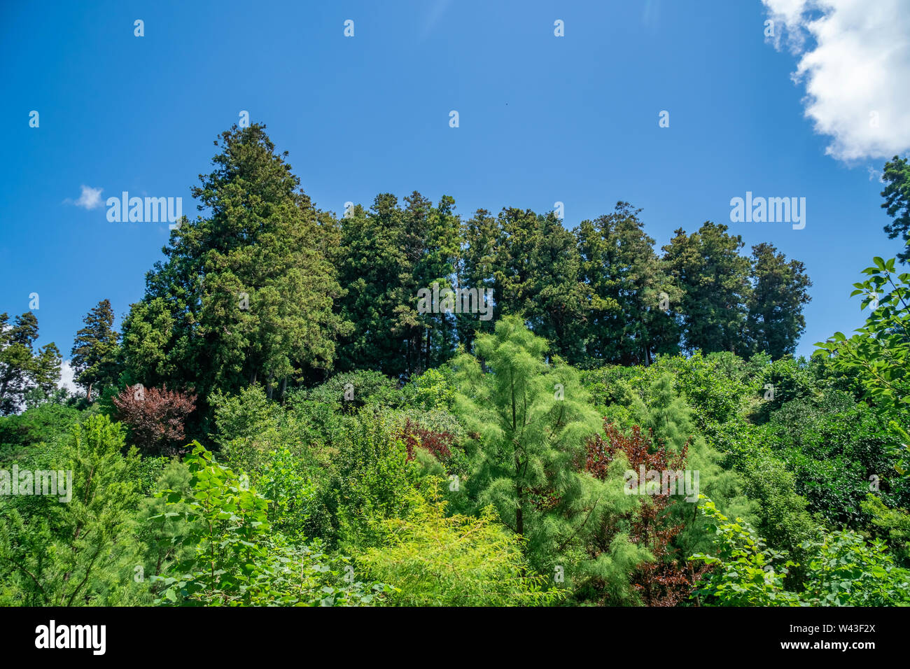 Tsvermaghala park in Guria. Travel to Georgia. Nature. Stock Photo