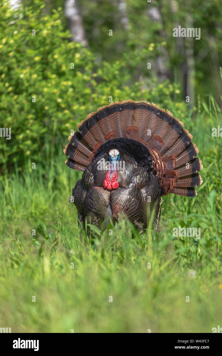 Tom turkey strutting for a hen in northern Wisconsin Stock Photo Alamy