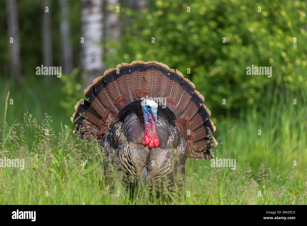 Tom turkey strutting for a hen in northern Wisconsin Stock Photo Alamy