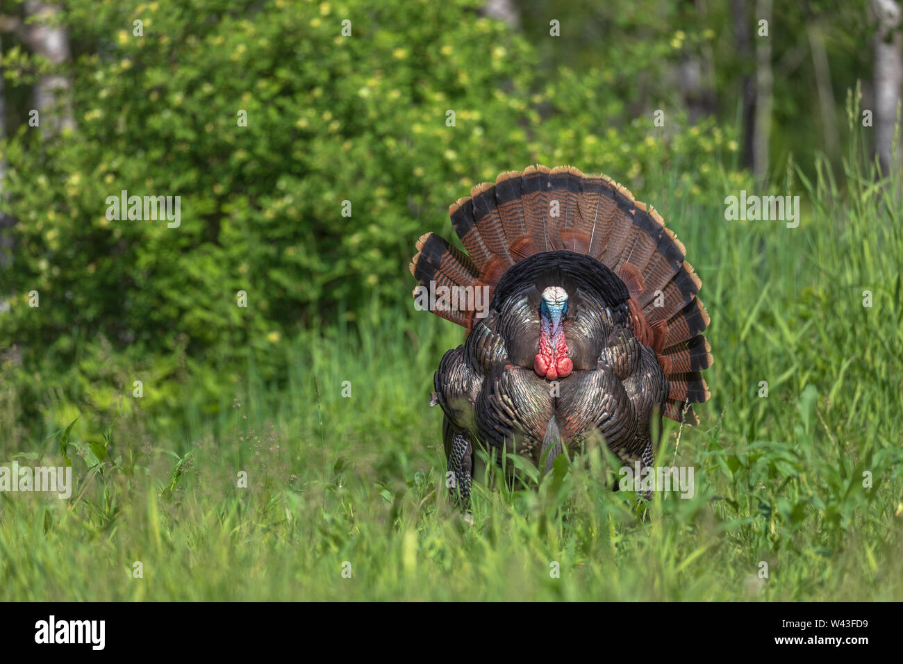 Tom turkey strutting for a hen in northern Wisconsin Stock Photo Alamy