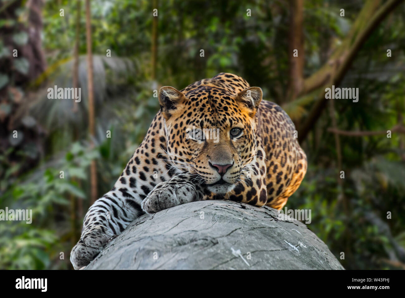 Javan leopard (Panthera pardus melas) resting on fallen tree trunk in tropical rainforest, native to the Indonesian island of Java Stock Photo