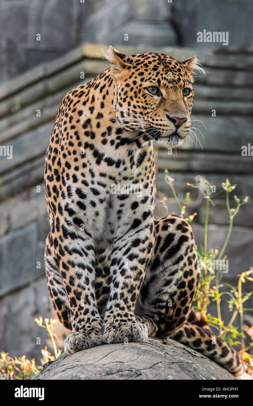 Javan leopard (Panthera pardus melas) sitting in front of temple, native to the Indonesian island of Java Stock Photo