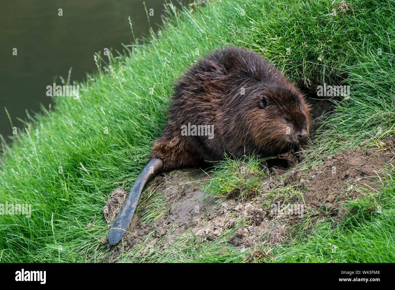 Animal dig burrow hires stock photography and images Alamy
