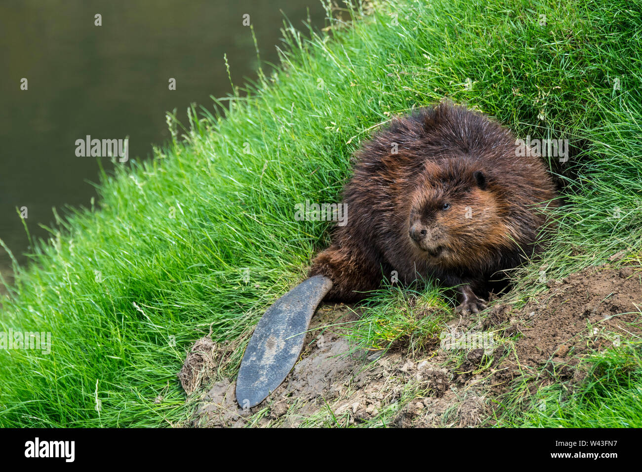 Eurasian beaver / European beaver (Castor fiber) in front of burrow in dike and showing broad tail Stock Photo