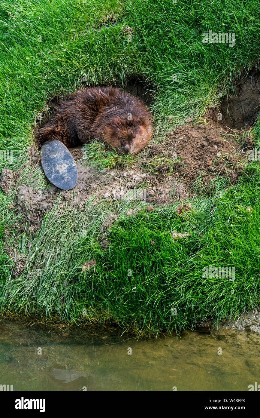Eurasian beaver / European beaver (Castor fiber) sleeping at entrance of burrow in riverbank / dike and showing broad tail Stock Photo