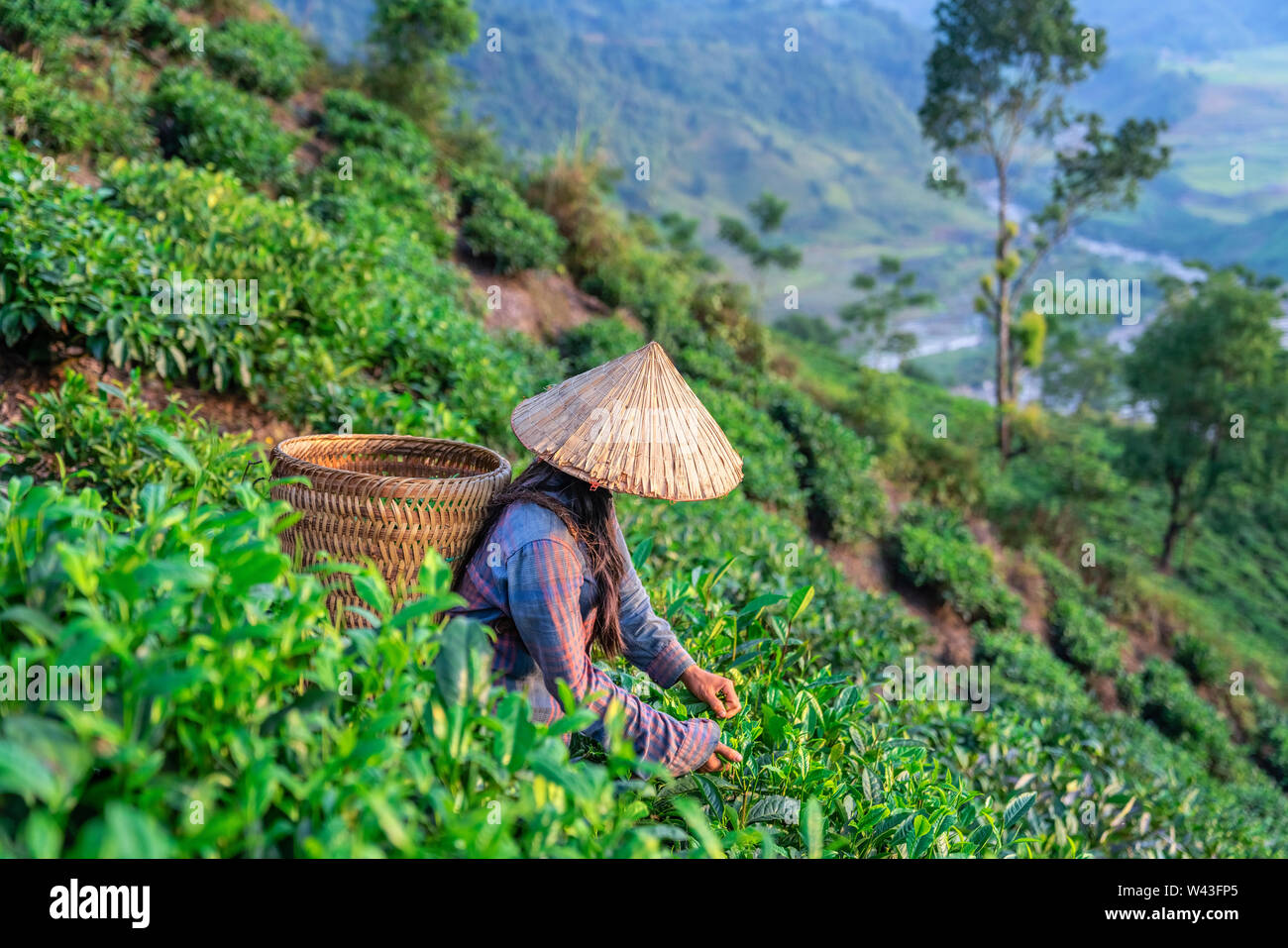 The farmer on tea plantations background , Tea plantations in morning light, Sapa, Lao Cai, Vietnam Stock Photo