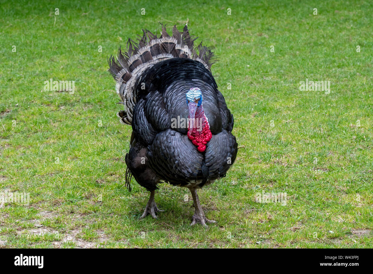 Black Spanish / Norfolk Black (Meleagris gallopavo) male / tom / gobbler domestic turkey at farm Stock Photo