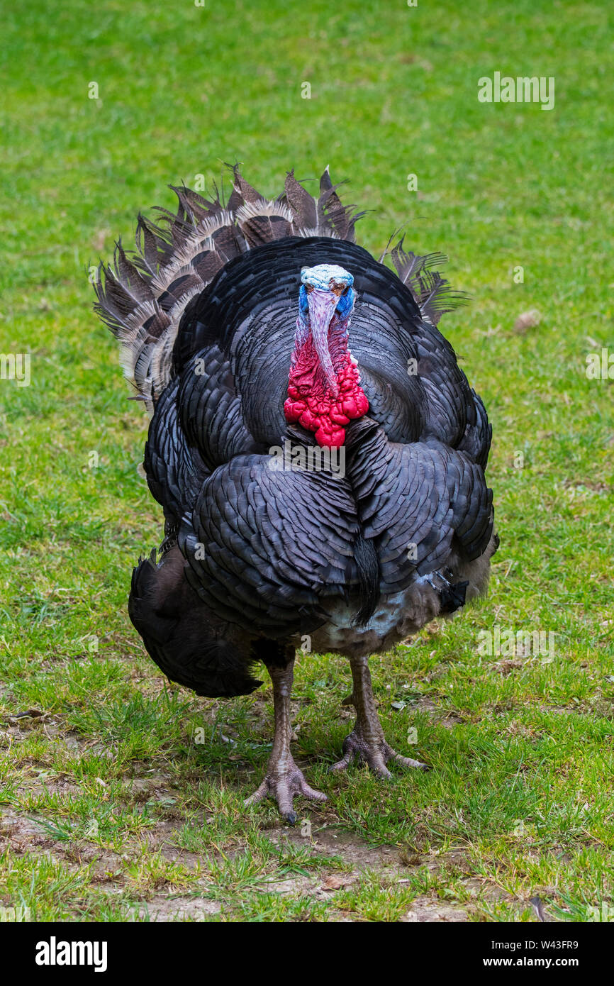 Black Spanish / Norfolk Black (Meleagris gallopavo) male / tom / gobbler domestic turkey at farm Stock Photo