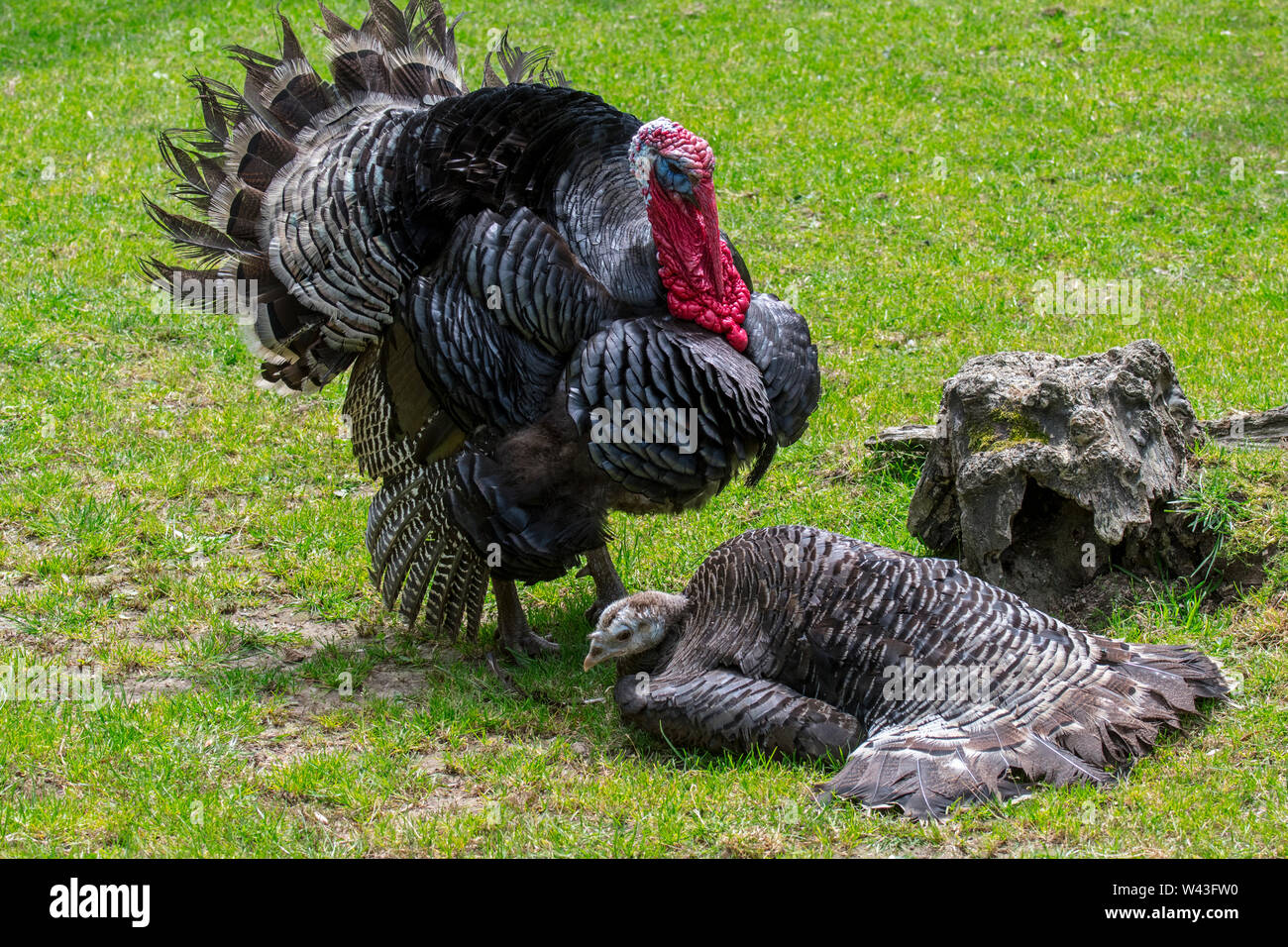 Black Spanish / Norfolk Black (Meleagris gallopavo) domestic turkey male / tom / gobbler and female / hen at farm Stock Photo - Alamy Black Spanish / Norfolk Black (Meleagris gallopavo) domestic turkey male / tom / gobbler and female / hen at farm Stock Photo - Alamy