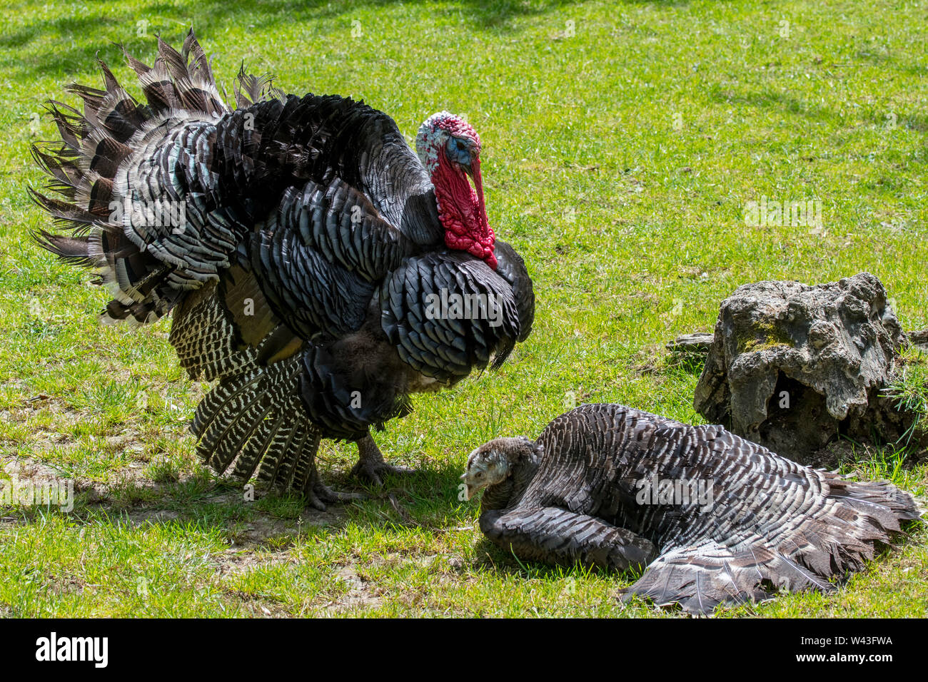 Black Spanish / Norfolk Black (Meleagris gallopavo) domestic turkey male /  tom / gobbler and female / hen at farm Stock Photo - Alamy
