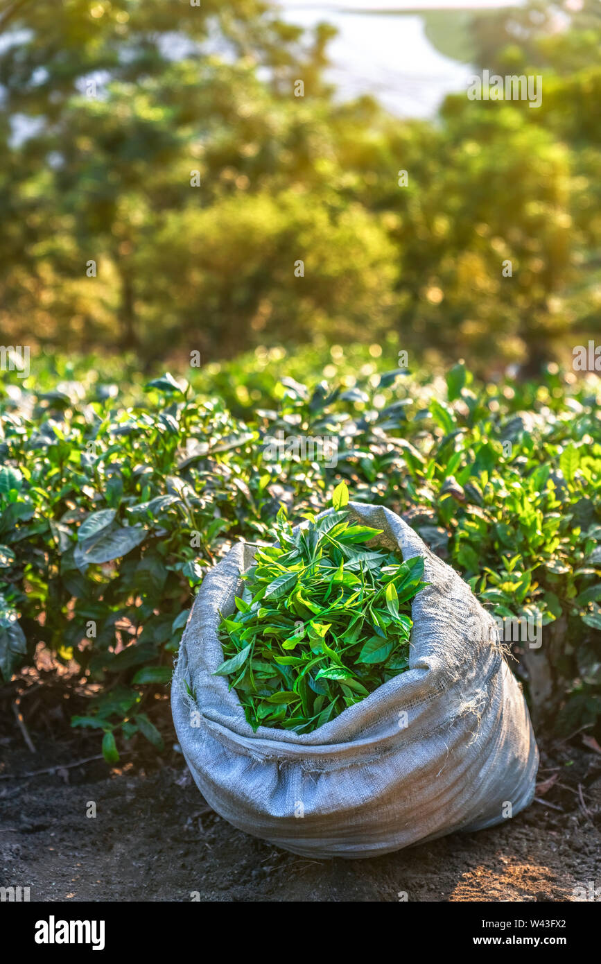 The tea plantations background , Tea plantations in morning light, Sapa